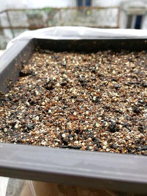 玉露必学4招,1盆变10盆,简单易学,1个月变玉露大户!
