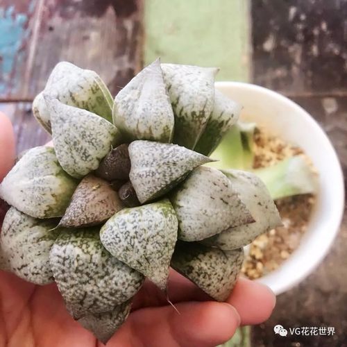 花花世界 9月23日 周日晚7点 第106期拍品预览