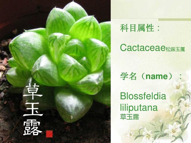 草玉露